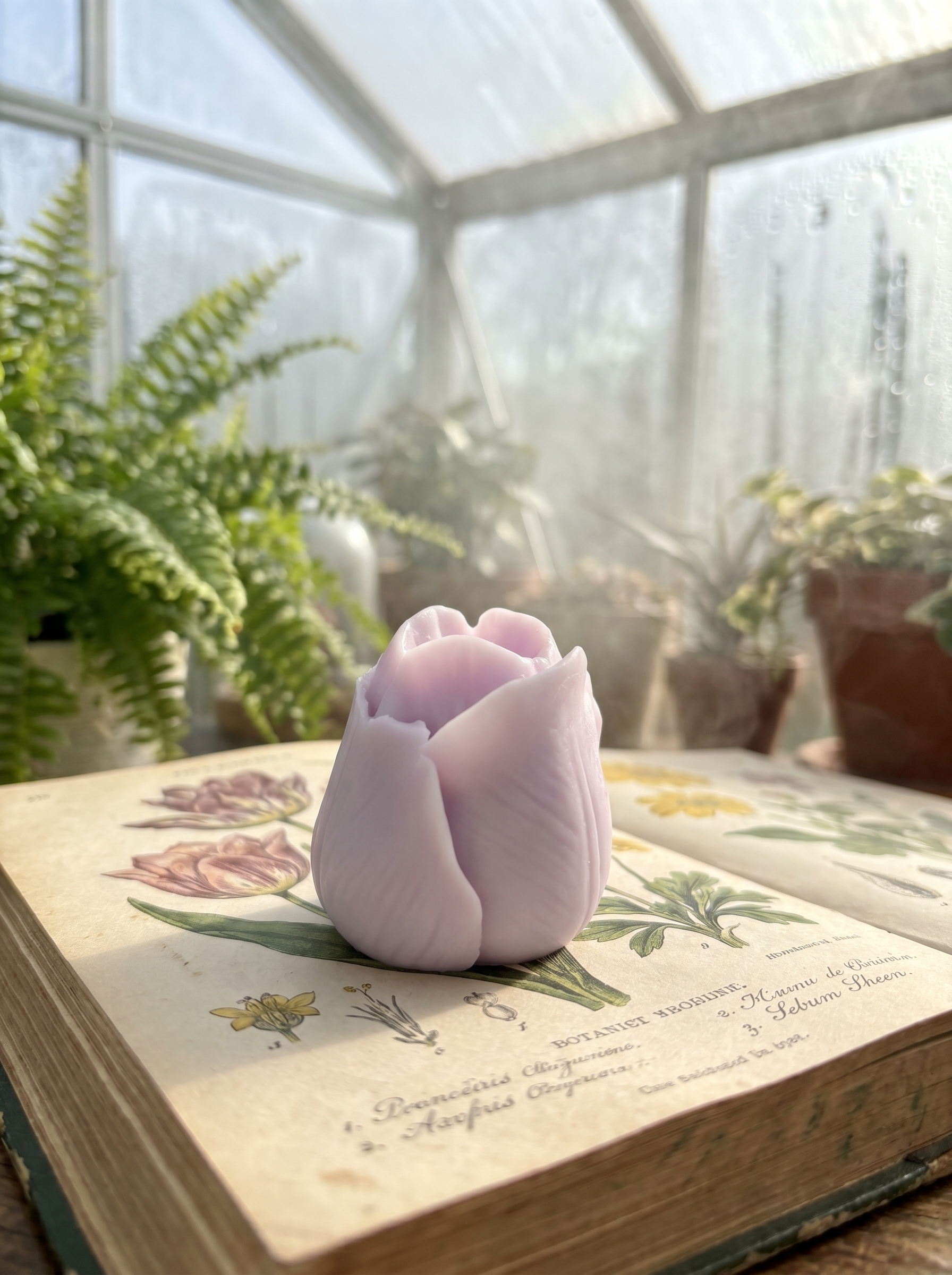 Tulipán Rosa